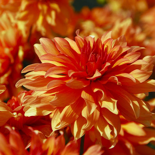 Dahlia Autumn Fairy - for Sale Dahlia Autumn Fairy