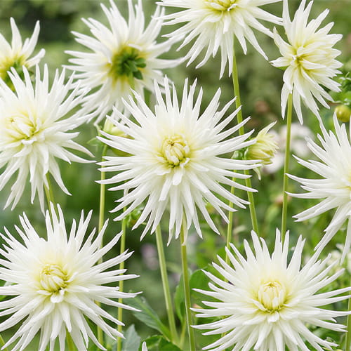 Dahlia Avalanche - for Sale Dahlia Avalanche