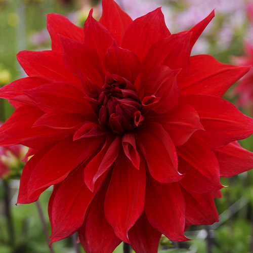 Dahlia Babylon - for Sale Dahlia Babylon