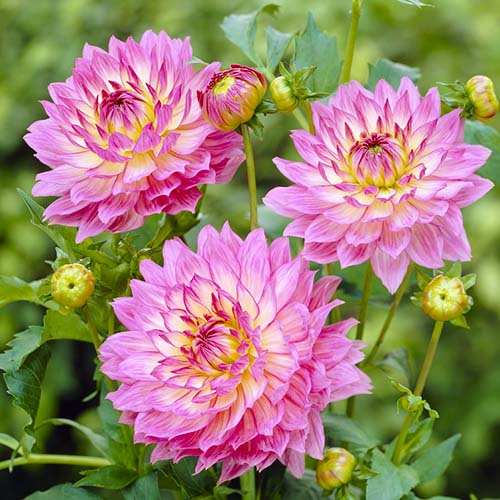 Dahlia Bellini - for Sale Dahlia Bellini