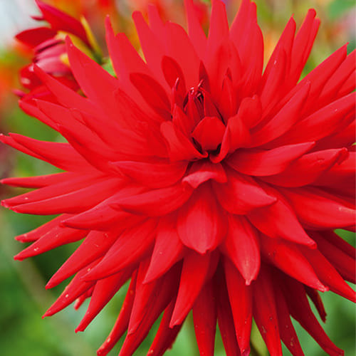 Dahlia Bergers Record - for Sale Dahlia Bergers Record