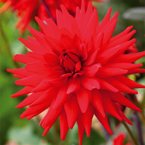 Dahlia Bergers Record - for Sale Dahlia Bergers Record