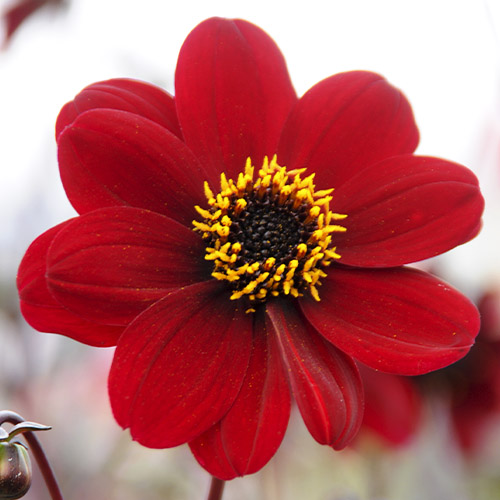 Dalia (Dahlia) Bishop of Auckland - for Sale Dalia (Dahlia) Bishop of Auckland