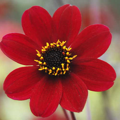 Dalia (Dahlia) Bishop of Auckland - for Sale Dalia (Dahlia) Bishop of Auckland