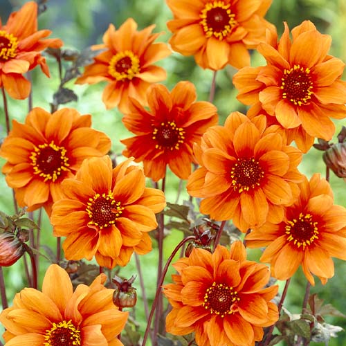 Dalia (Dahlia) Bishop of Oxford - for Sale Dalia (Dahlia) Bishop of Oxford