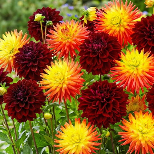 Dahlia Black Sun Collection (5 bulbs) - for Sale Dahlia Black Sun Collection (5 bulbs)