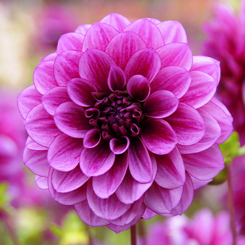 Dahlia Blue Bell - for Sale Dahlia Blue Bell