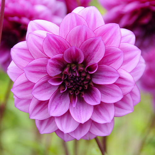 Dahlia Blue Bell - for Sale Dahlia Blue Bell