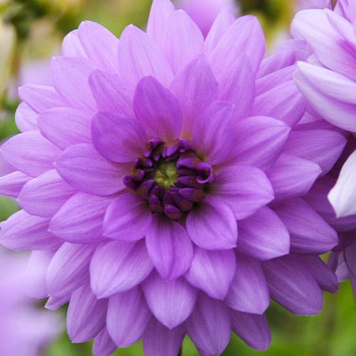 Dahlia Blue Boy - for Sale Dahlia Blue Boy
