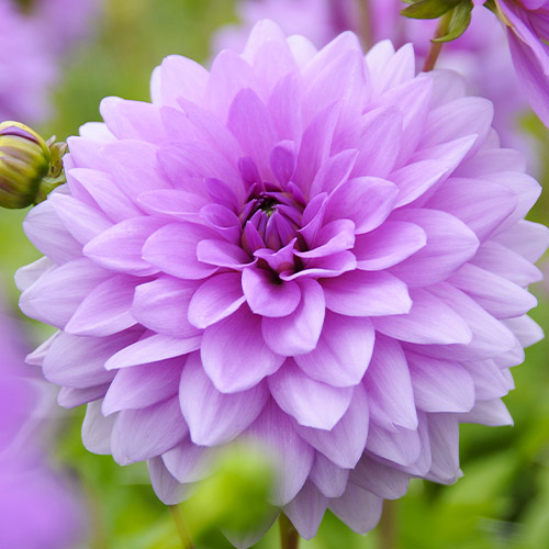 Dahlia Blue Boy - for Sale Dahlia Blue Boy