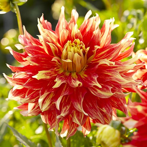 Dahlia Bodacious - for Sale Dahlia Bodacious