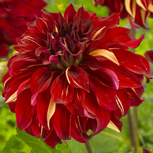 Dahlia Bohemian Spartacus - for Sale Dahlia Bohemian Spartacus
