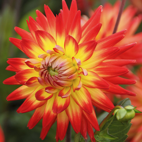 Dahlia Karma Bon Bini - for Sale Dahlia Karma Bon Bini