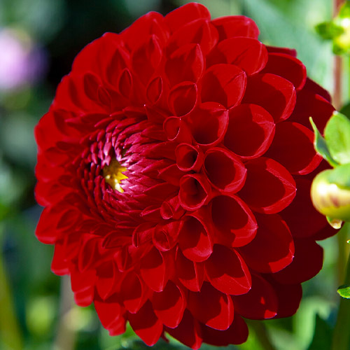 Dalia (Dahlia) Boom Boom Red - for Sale Dalia (Dahlia) Boom Boom Red