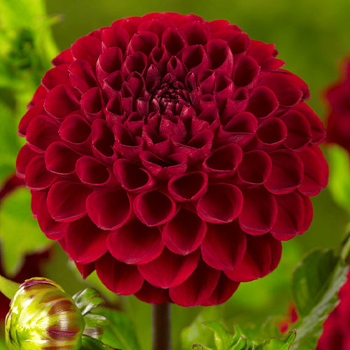 Dalia (Dahlia) Boom Boom Red - for Sale Dalia (Dahlia) Boom Boom Red