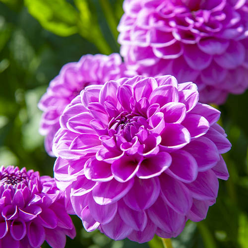 Dahlia Boy Scout - for Sale Dahlia Boy Scout