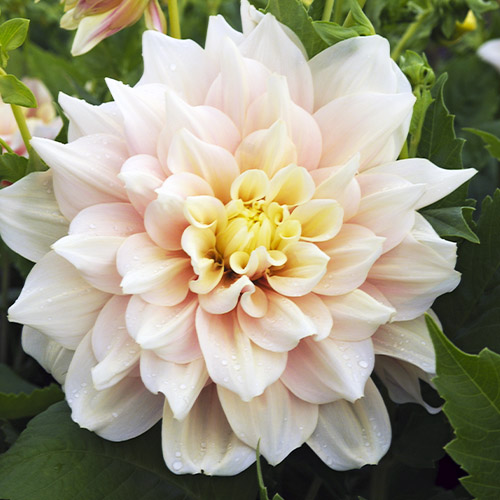 Dalia (Dahlia) Break Out - for Sale Dalia (Dahlia) Break Out
