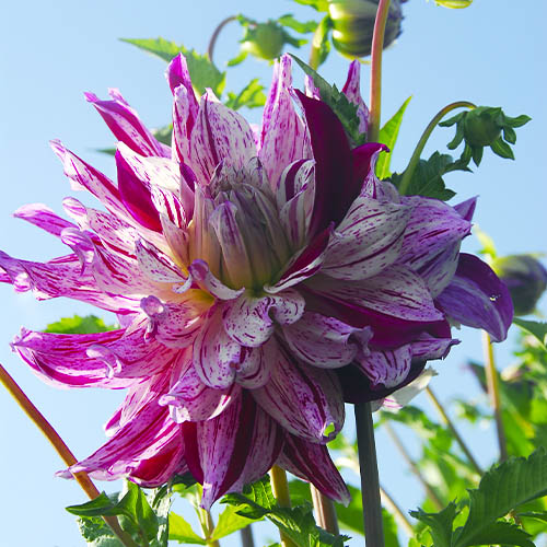Dalia (Dahlia) Bristol Stripe - for Sale Dalia (Dahlia) Bristol Stripe