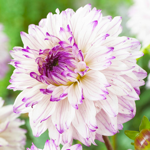 Dahlia Caesars Palace - for Sale Dahlia Caesars Palace