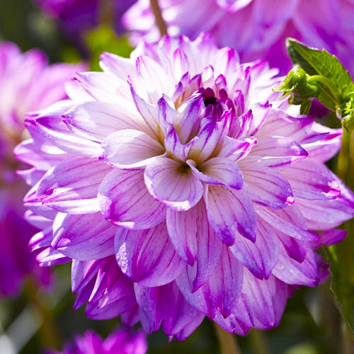 Dahlia Caesars Palace - for Sale Dahlia Caesars Palace