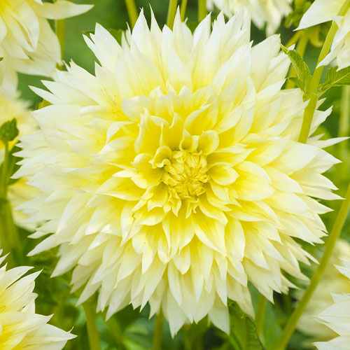 Dahlia Canary Fubuki - for Sale Dahlia Canary Fubuki