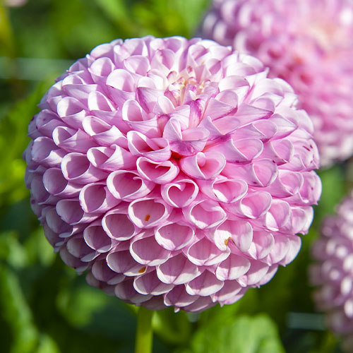 Dahlia Chimacum Davi - for Sale Dahlia Chimacum Davi