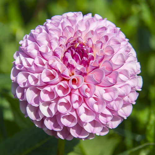 Dahlia Chimacum Davi - for Sale Dahlia Chimacum Davi