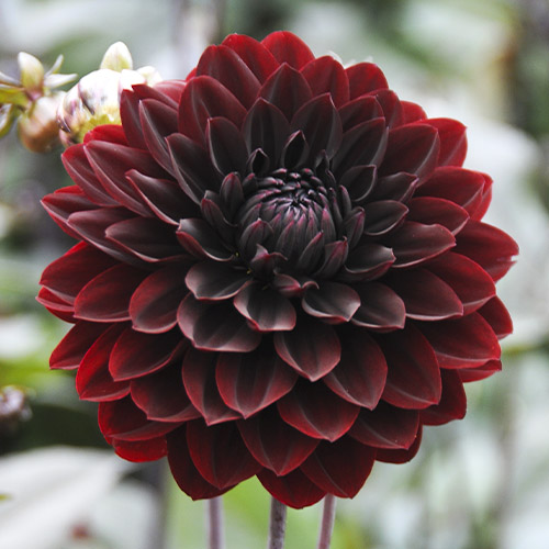 Dahlia Choc - for Sale Dahlia Choc