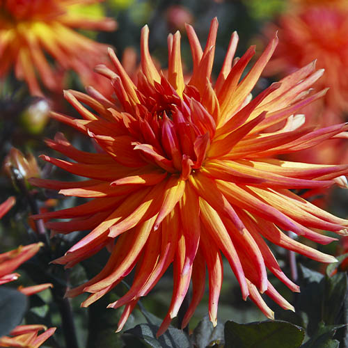 Dalia (Dahlia) City of Alkmaar - for Sale Dalia (Dahlia) City of Alkmaar