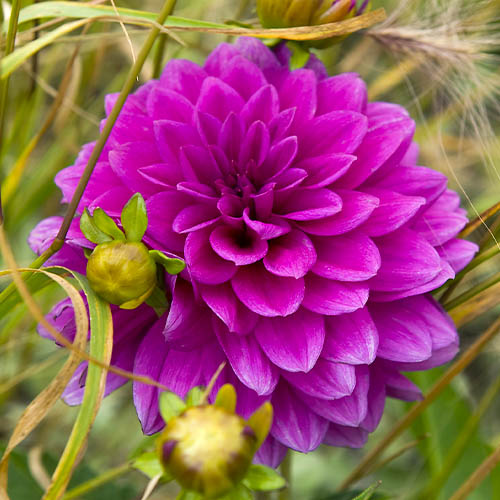 Dahlia Claudette - for Sale Dahlia Claudette