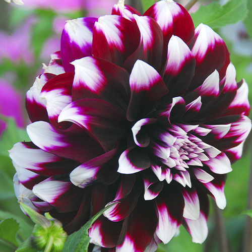 Dalia (Dahlia) Contraste - for Sale Dalia (Dahlia) Contraste