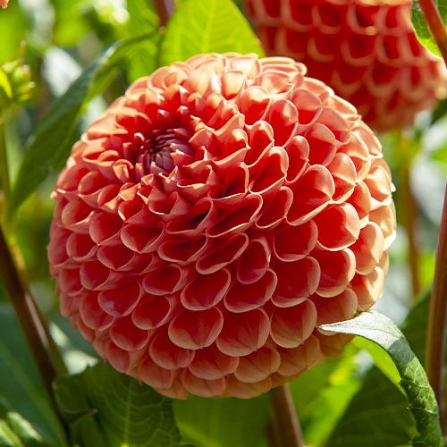 Dahlia Cornel Brons - for Sale Dahlia Cornel Brons