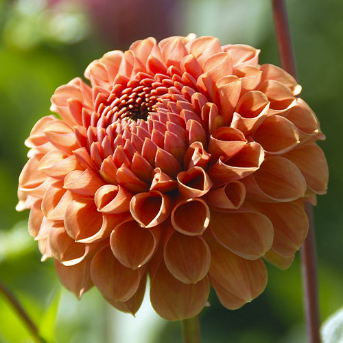 Dahlia Cornel Brons - for Sale Dahlia Cornel Brons