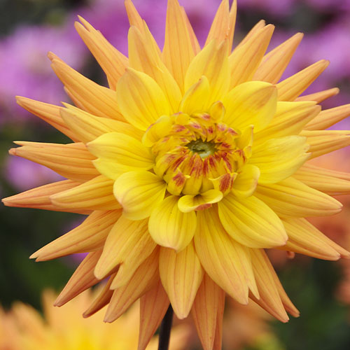 Dahlia Corona - for Sale Dahlia Corona