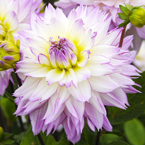 Dalia (Dahlia) Crazy Love - for Sale Dalia (Dahlia) Crazy Love