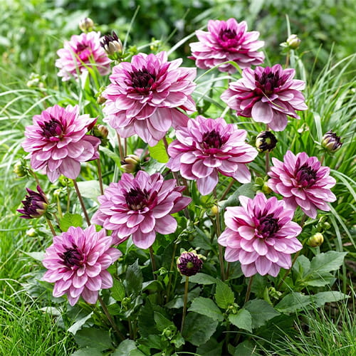 Dahlia Crème de Casis - for Sale Dahlia Crème de Casis