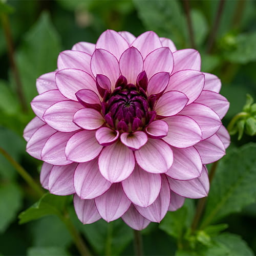Dahlia Crème de Casis - for Sale Dahlia Crème de Casis
