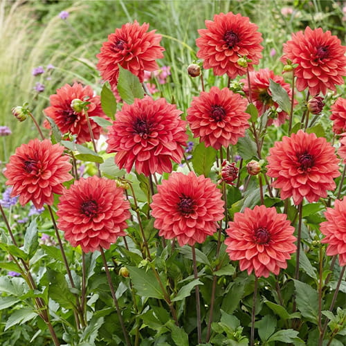Dahlia Danique - for Sale Dahlia Danique