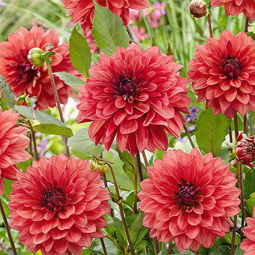 Dahlia Danique - for Sale Dahlia Danique