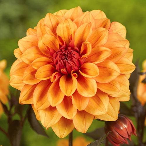 Dahlia David Howard - for Sale Dahlia David Howard