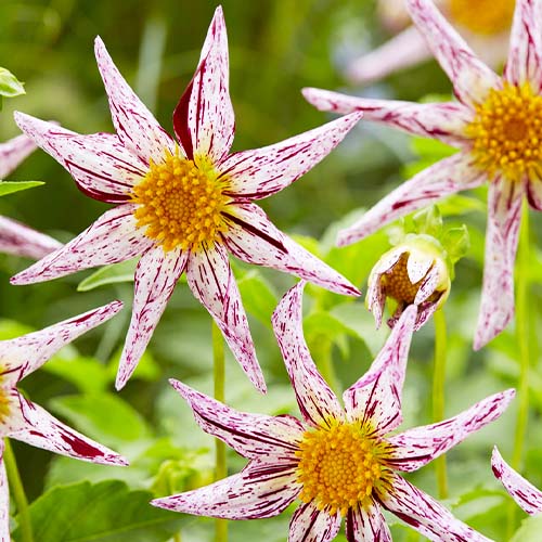 Dalia (Dahlia) Destinys Teachers - for Sale Dalia (Dahlia) Destinys Teachers
