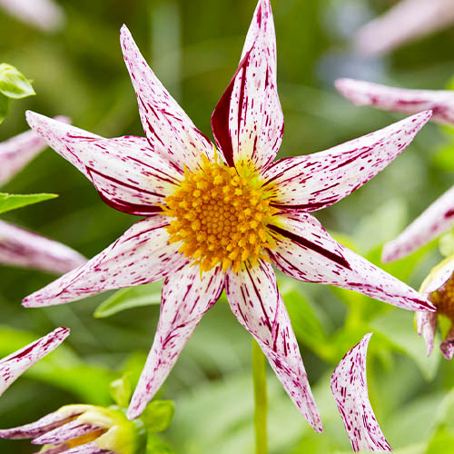 Dalia (Dahlia) Destinys Teachers - for Sale Dalia (Dahlia) Destinys Teachers