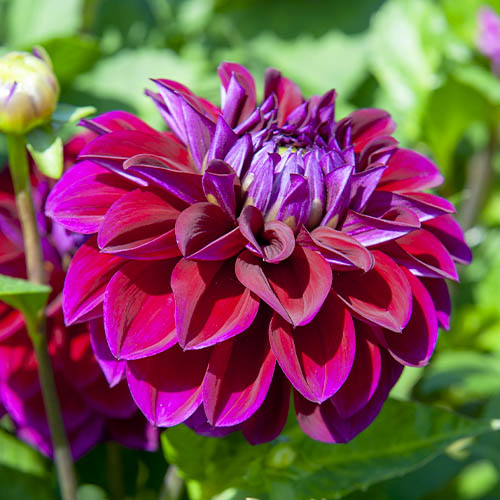 Dahlia Diva US - for Sale Dahlia Diva US