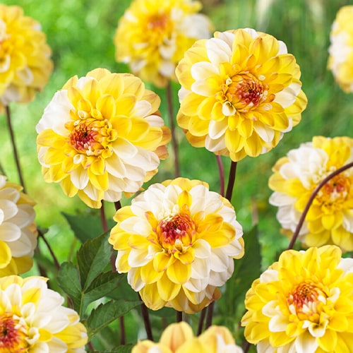 Dahlia Double Jill - for Sale Dahlia Double Jill
