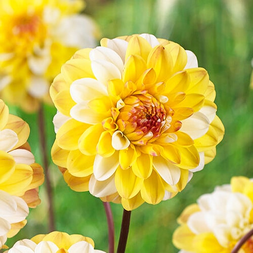 Dahlia Double Jill - for Sale Dahlia Double Jill