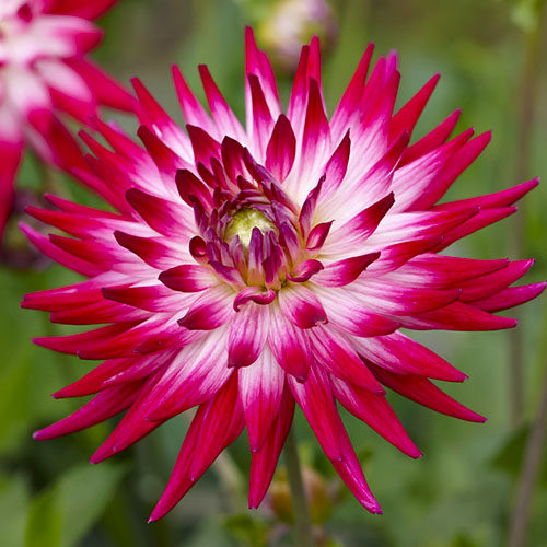 Dahlia Dutch Explosion - for Sale Dahlia Dutch Explosion