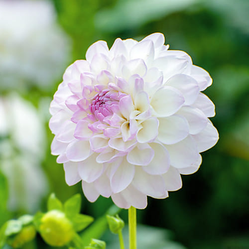 Dahlia Eveline - for Sale Dahlia Eveline