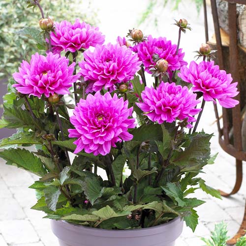 Dahlia Fanfare - for Sale Dahlia Fanfare