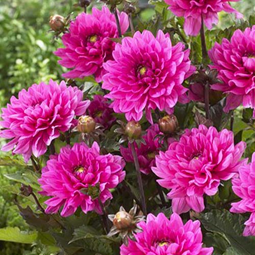 Dahlia Fanfare - for Sale Dahlia Fanfare