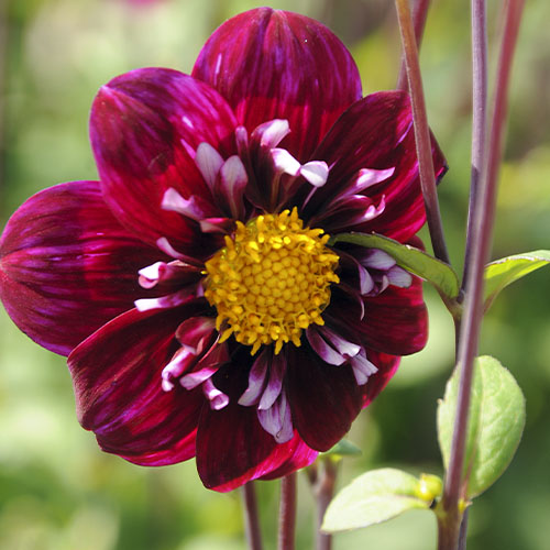 Dahlia Fantastico - for Sale Dahlia Fantastico